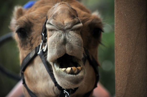 Camel Faced Technique